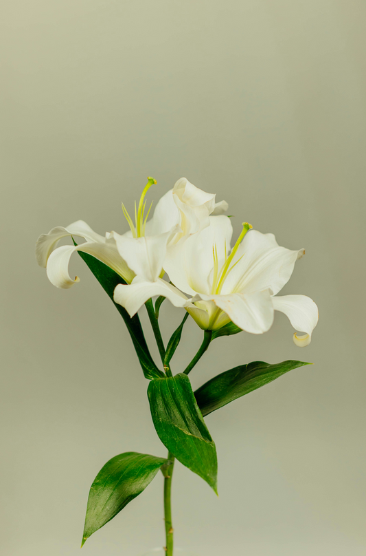 Gardenia 180 ml Reed Diffuser