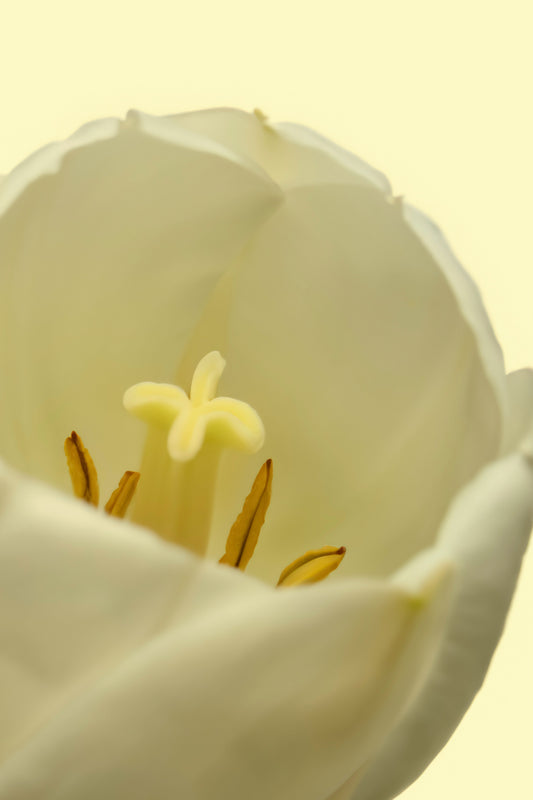 White Tulip 50ml Perfume Oil Rollerball
