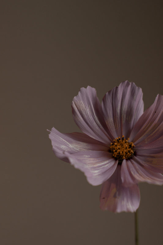 Violet Sandalwood Body Lotion