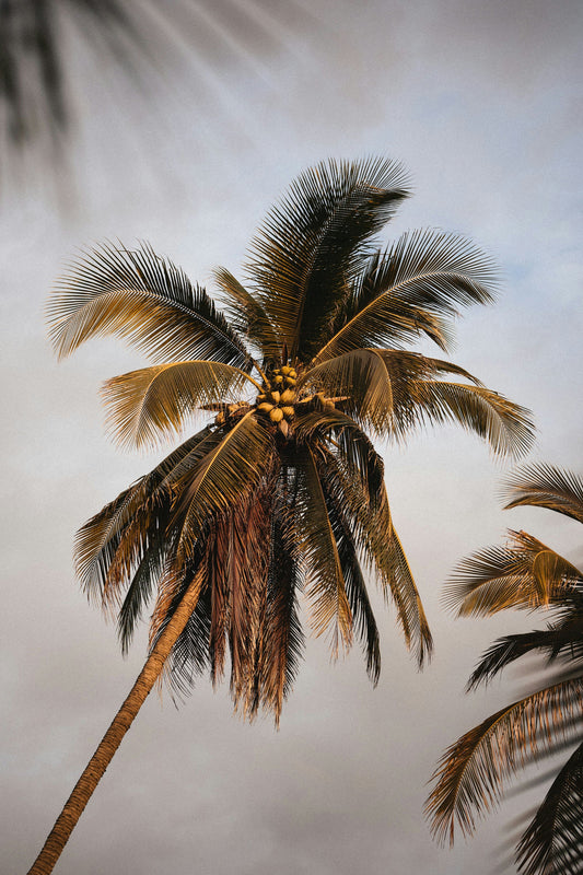 Coconut & Sandalwood 50 ml Perfume Oil Dropper