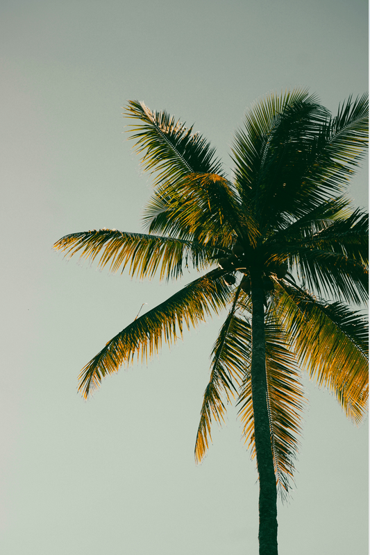 Coconut & Palm 100 ml Room Spray