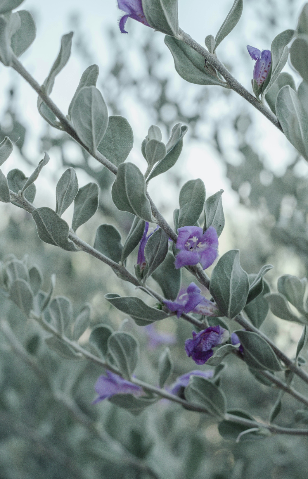 Eucalyptus & Lavender 12 oz scented candle